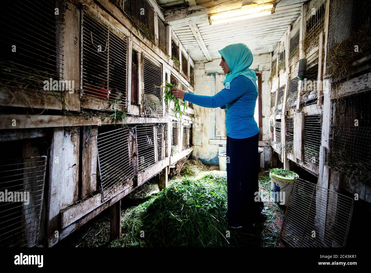 Muslim woman feeding rabbits on farm Stock Photo - Alamy