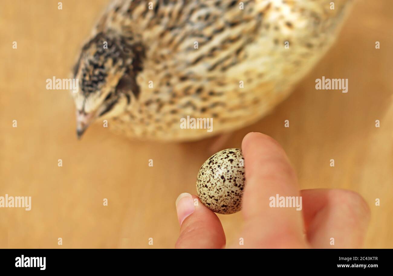 close-up of fingers holding a spotted quail egg, quail in the background on a wooden table Stock Photo