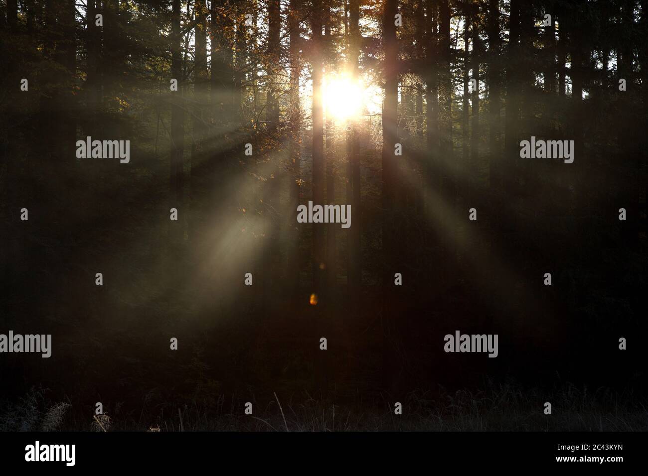 Sunbeam falls through trees, Starnberg, Bavaria, Germany Stock Photo