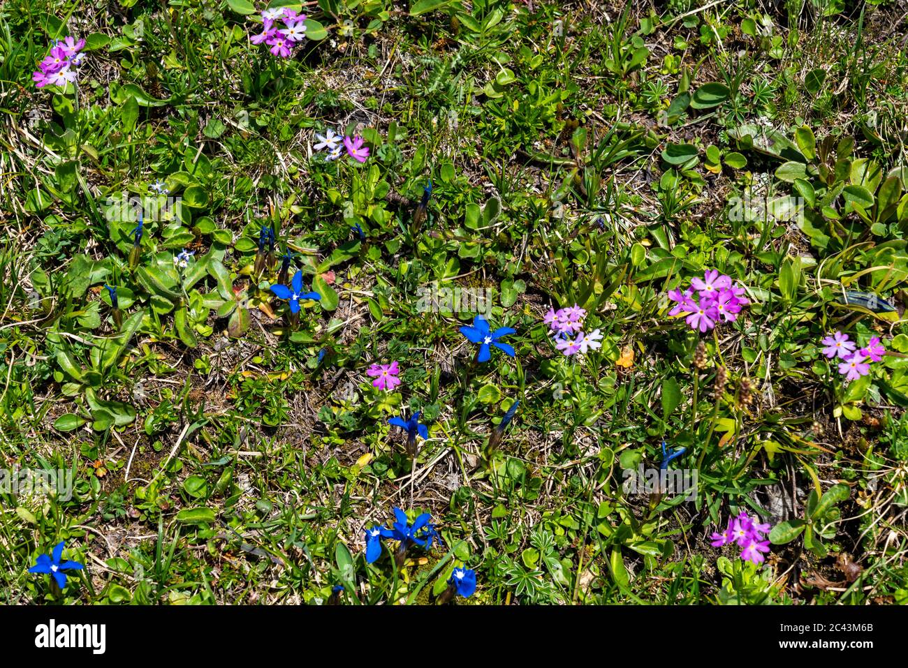 Flowers in the mountains, Bergblumen, Blumen, Wiesenblumen, Vorarlberg, Bregenzerwald, Lechtal, Österreich, verschiedene Blumen, Enzian, Stock Photo