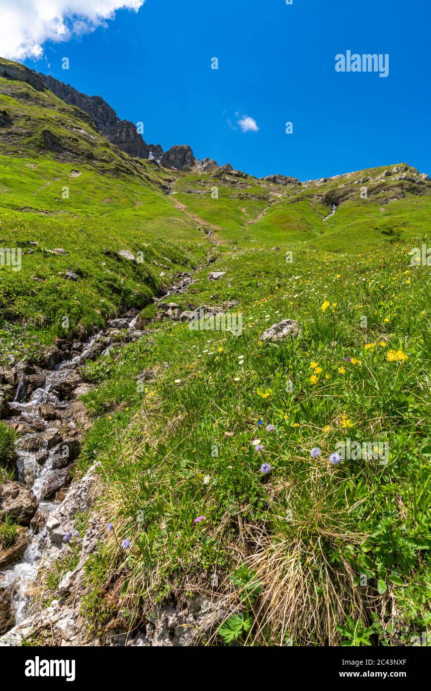 Bäche fliessen vom Karhorn herunter zum Lech, Blumenwiesen erfreuen die Wanderer, Landschaft bei Warth, Lechtal, Vorarlberg, Österreich, blauer Himmel Stock Photo