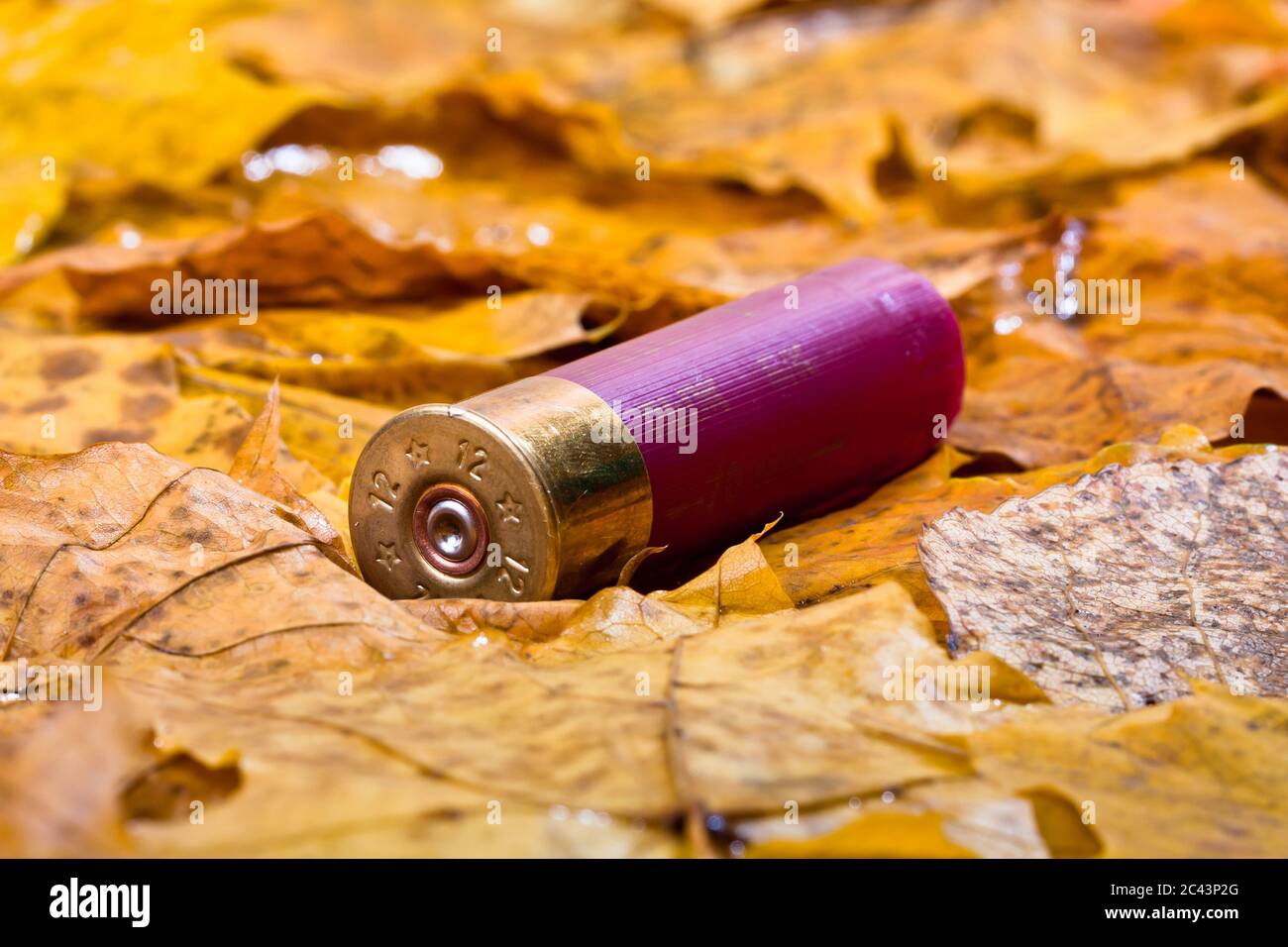shotgun shell used for hunting Stock Photo