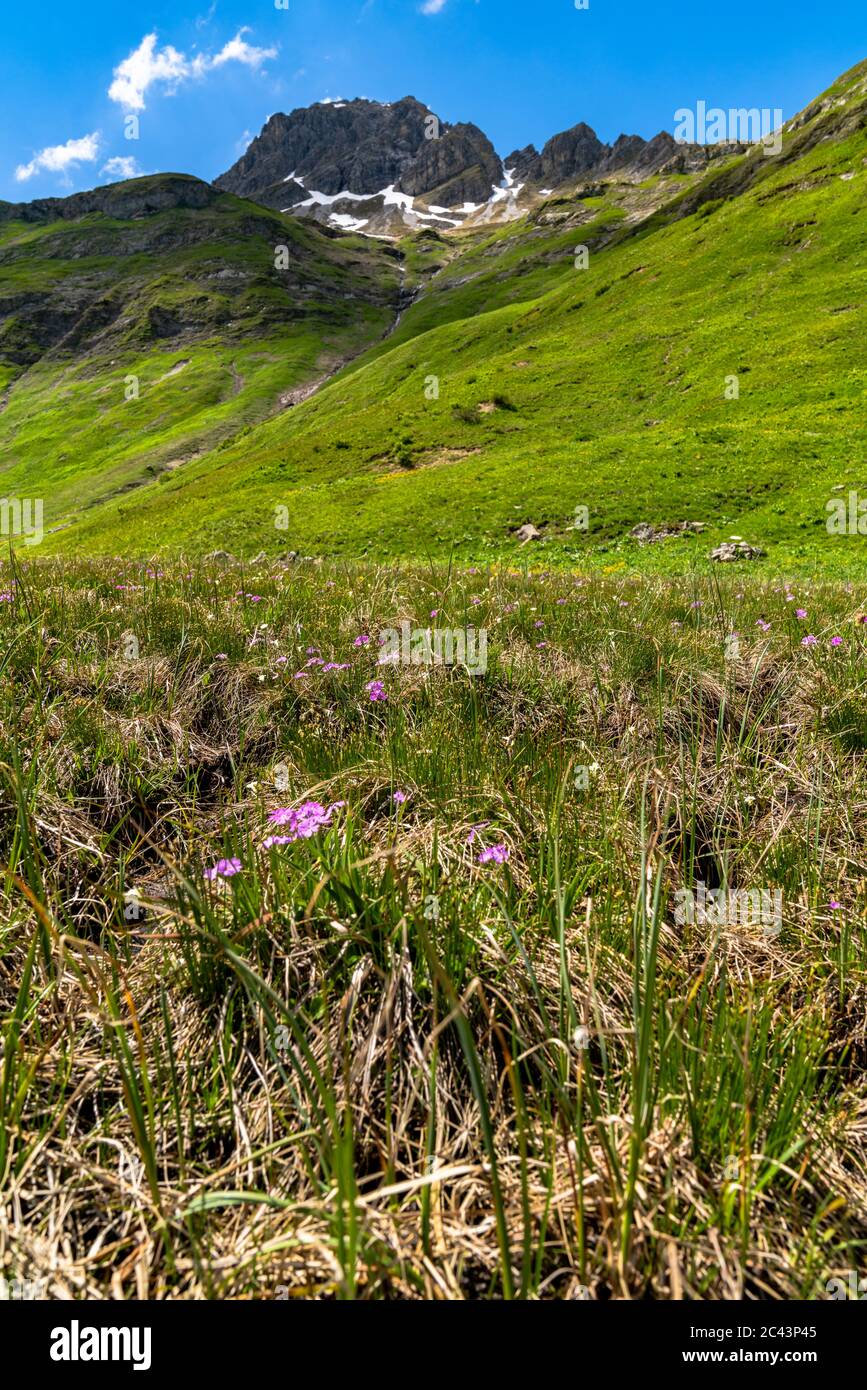 Bäche fliessen vom Karhorn herunter zum Lech, Blumenwiesen erfreuen die Wanderer, Landschaft bei Warth, Lechtal, Vorarlberg, Österreich, blauer Himmel Stock Photo