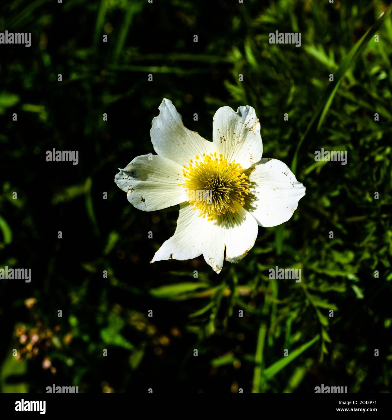 Flowers in the mountains, Bergblumen, Blumen, Wiesenblumen, Vorarlberg, Bregenzerwald, Lechtal, Österreich, verschiedene Blumen, Enzian, Stock Photo