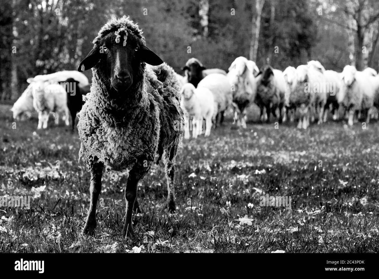 Flock of sheep in a meadow Stock Photo - Alamy
