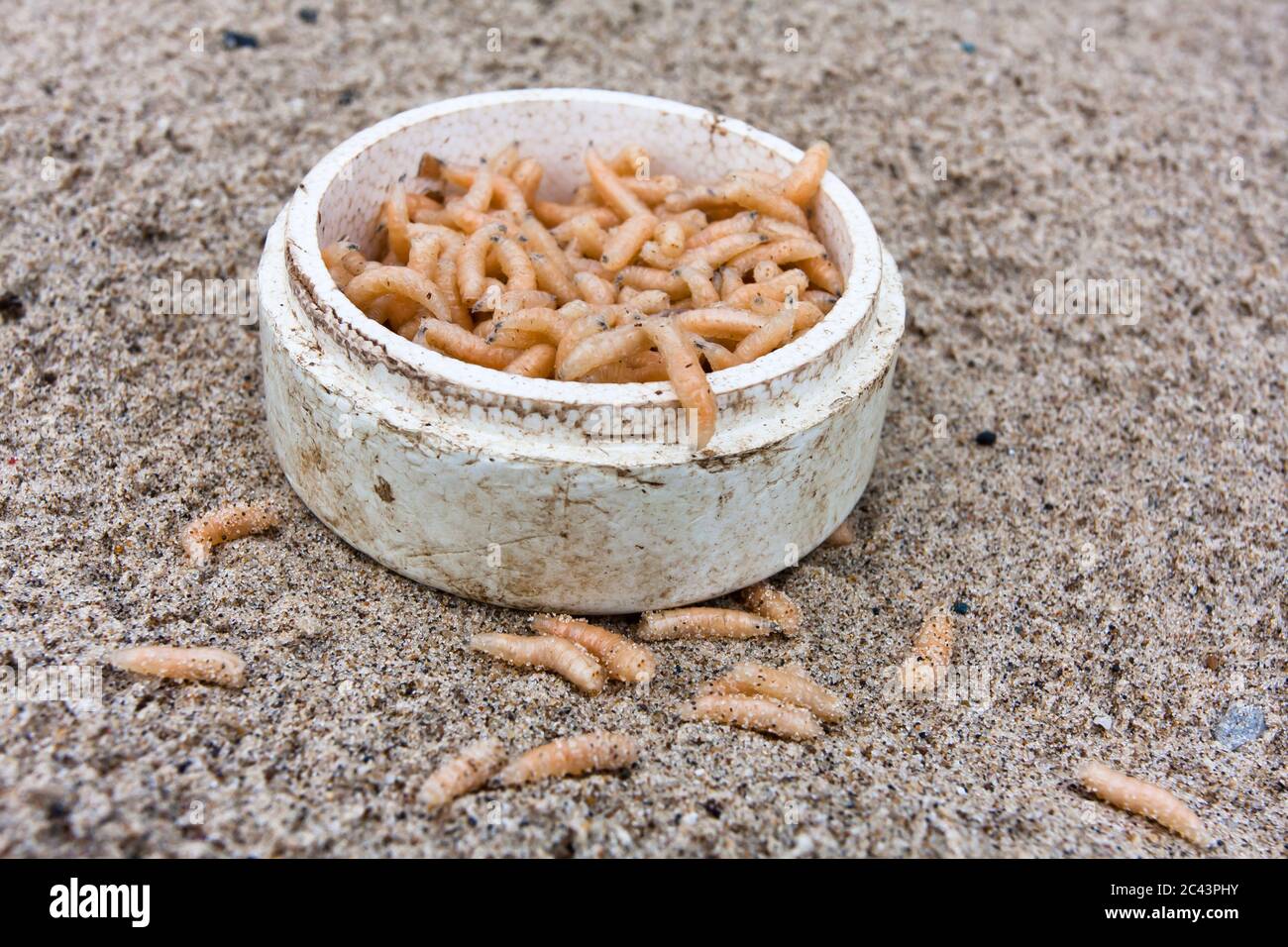maggot in the box on the sand Stock Photo