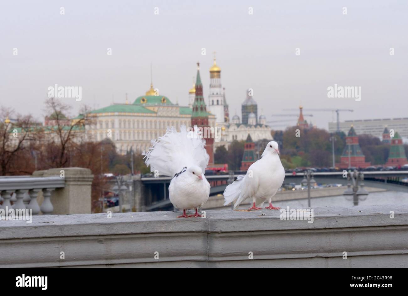 Birds of Moscow, city, capital of Russia Stock Photo