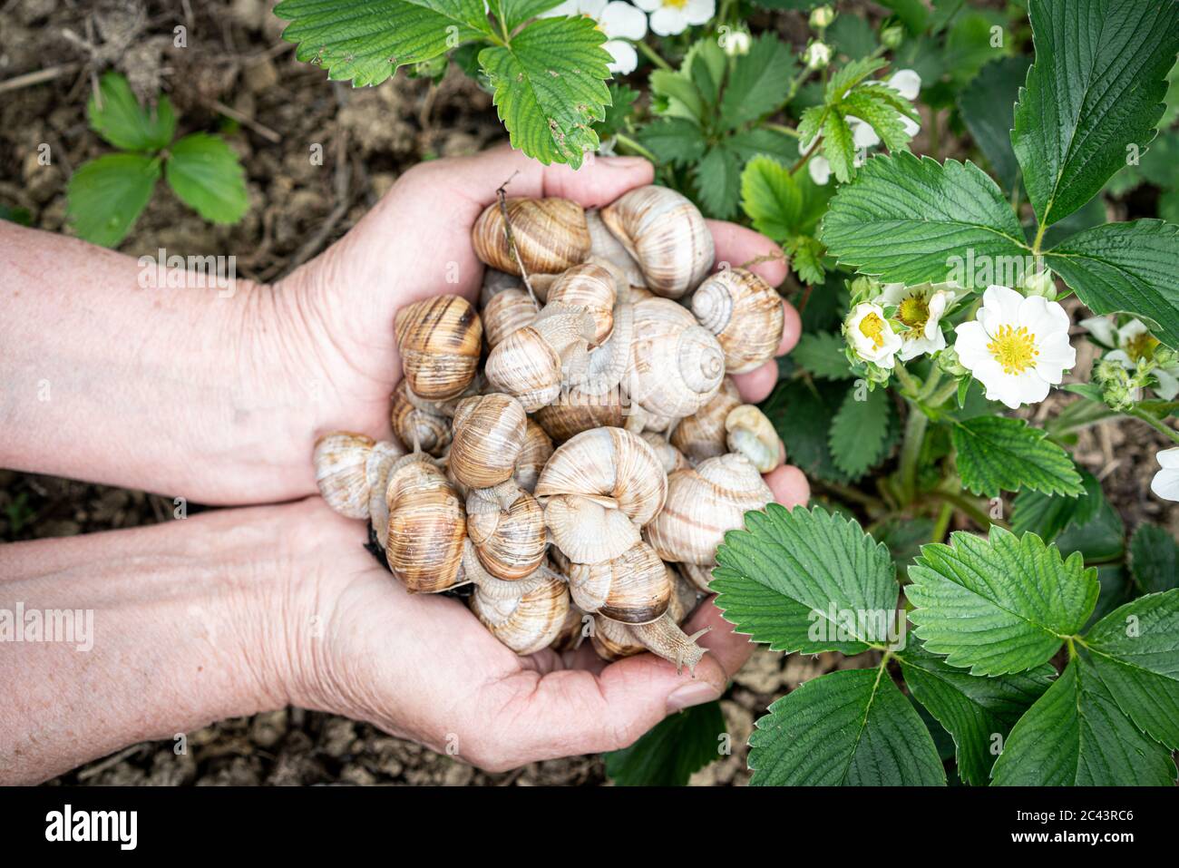 Group of snails in garden Stock Photo Alamy
