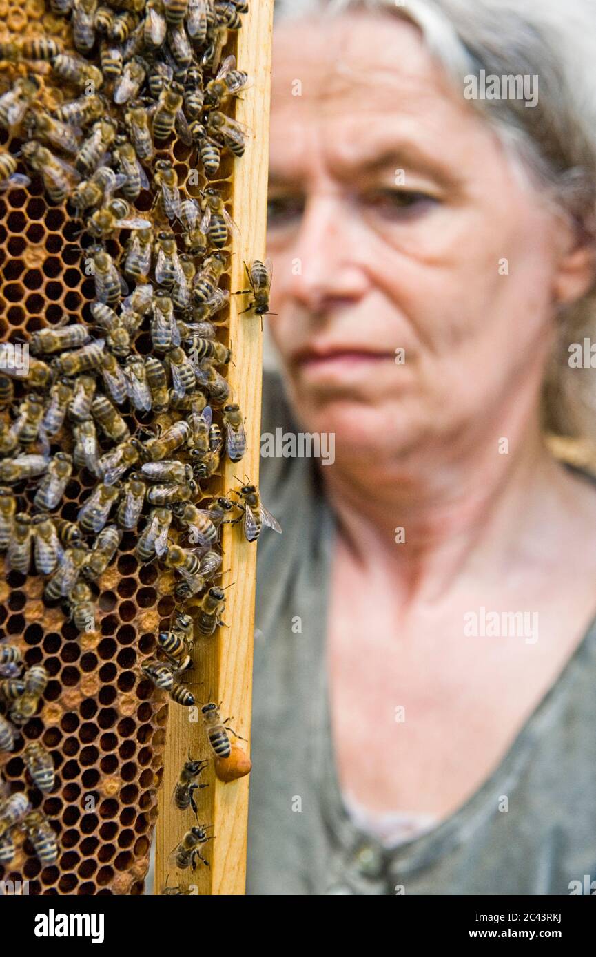Beekeeper looks at honeycomb Stock Photo