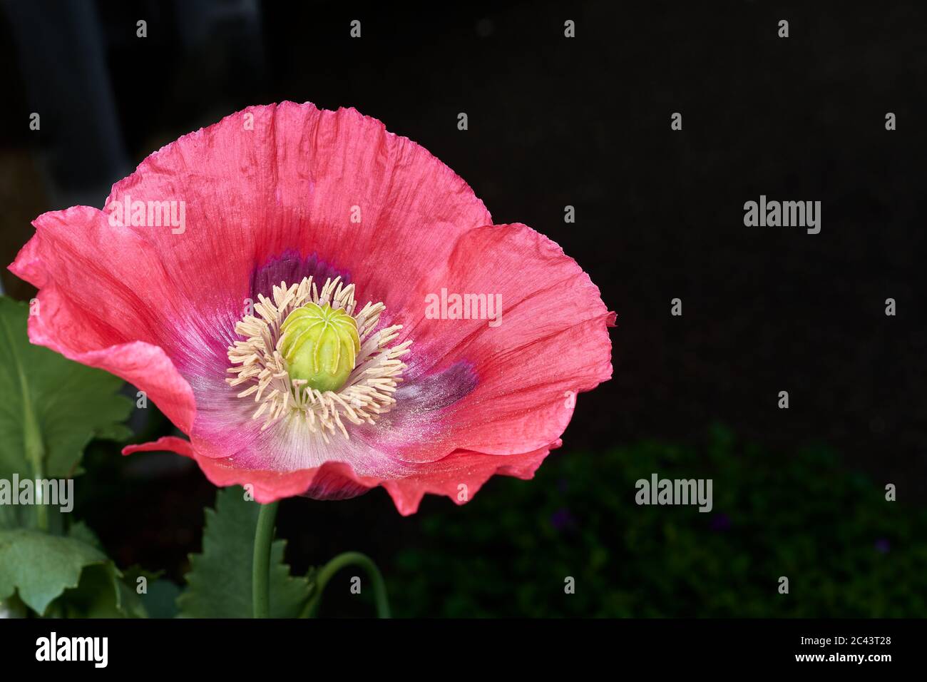 Opium Poppy Papaver Papaveraceae Flower In Bloom Stock Photo Alamy