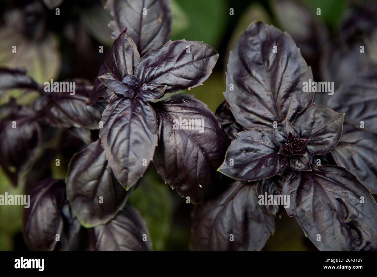 Peppermint page hi-res stock photography and images - Alamy