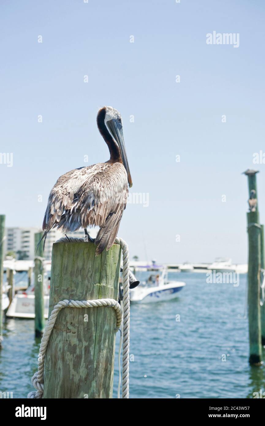 Pelican sits by the harbor, Destin, Florida, USA Stock Photo