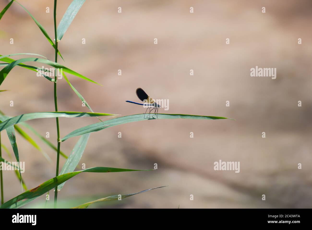 Odonata dragonflies damselflies hi-res stock photography and images - Alamy