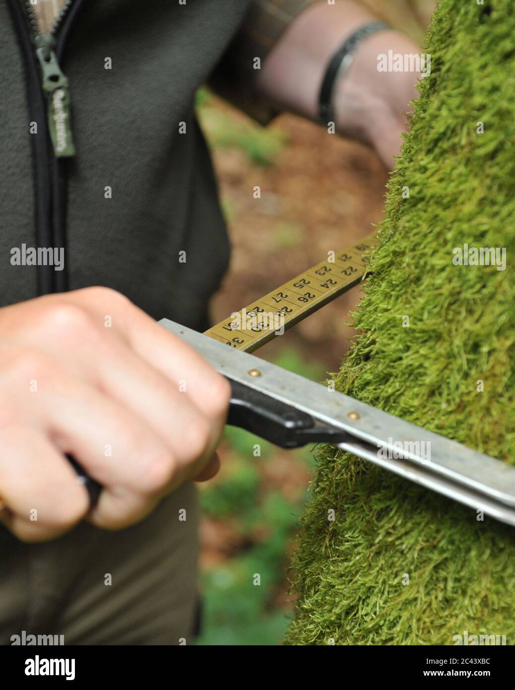 Tree trunk is measured Stock Photo Alamy