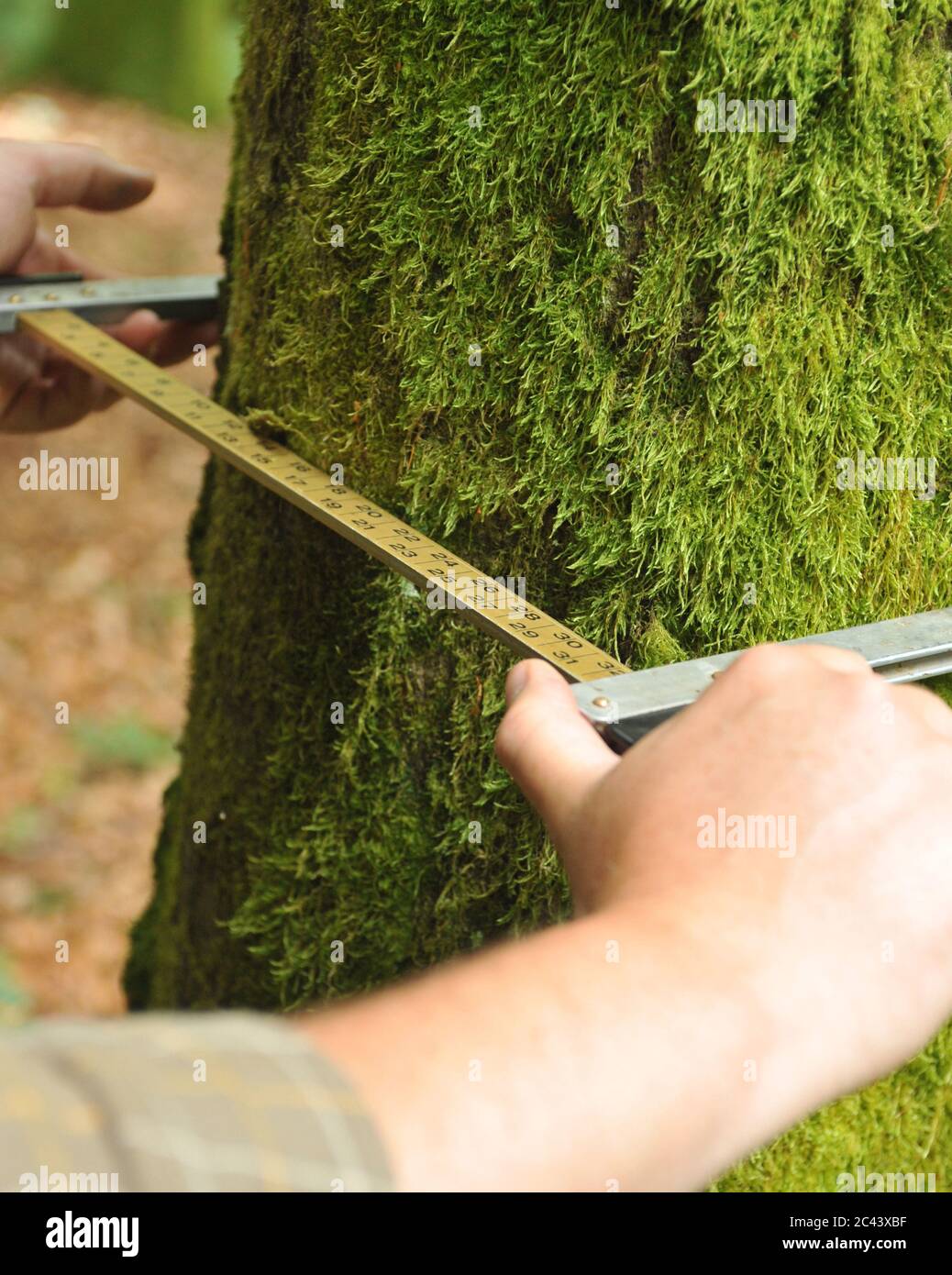 Tree trunk is measured Stock Photo Alamy
