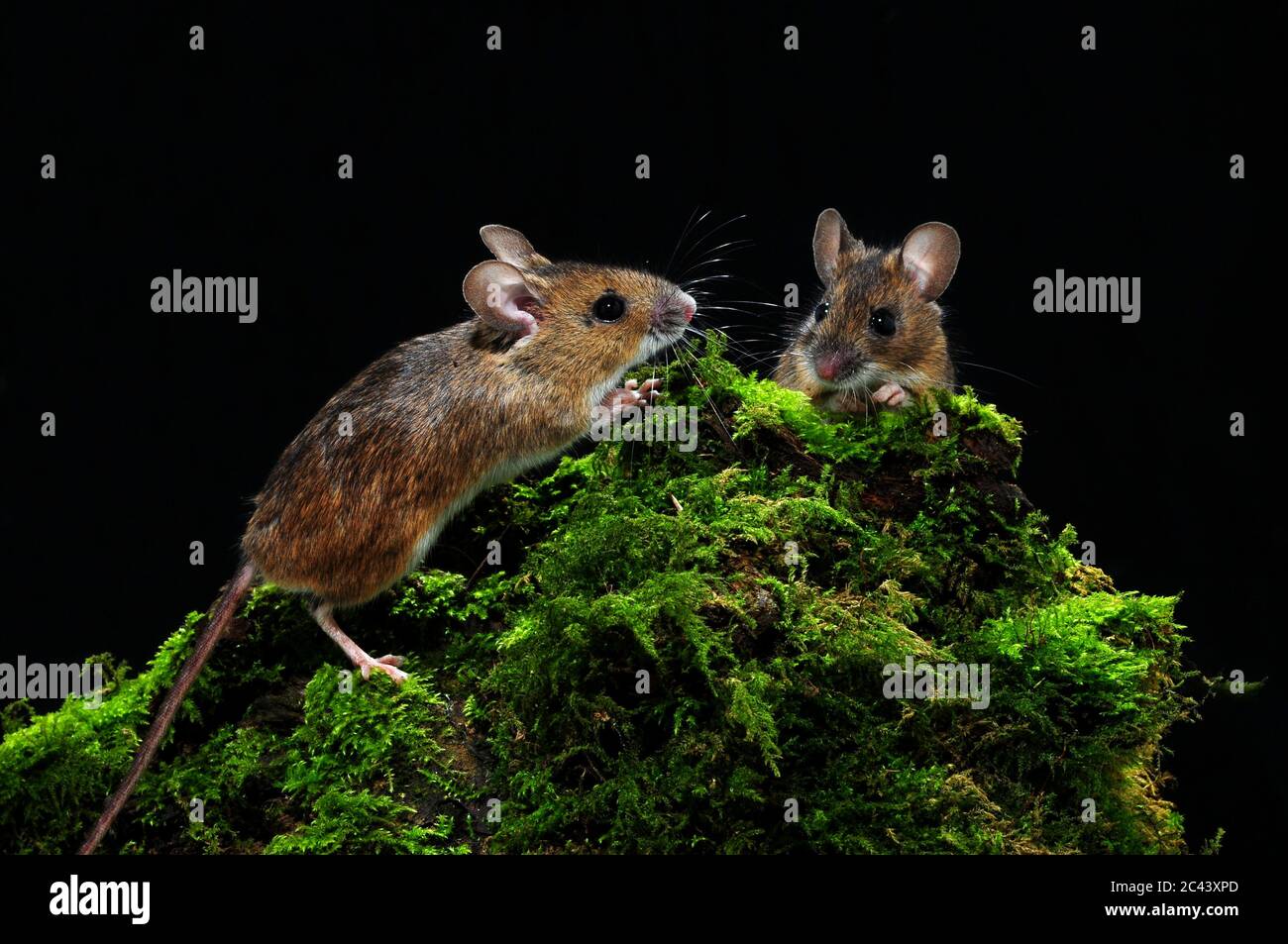wood mice of mossy log Stock Photo Alamy