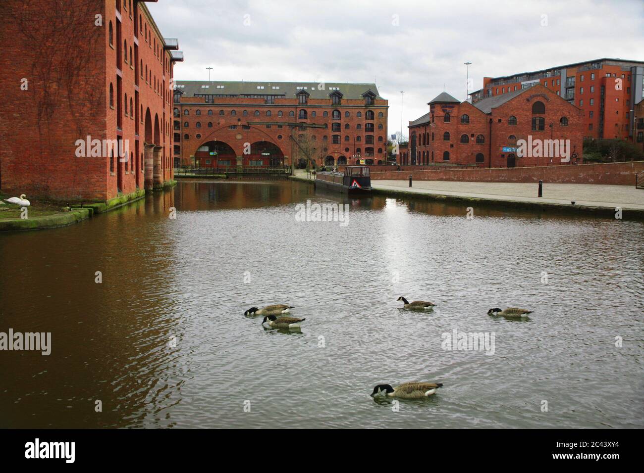Canada geese and warehouses (Middle Warehouse and Merchants' Warehouse to the left), Bridgewater Canal basin, Castlefield, Manchester, England, UK Stock Photo