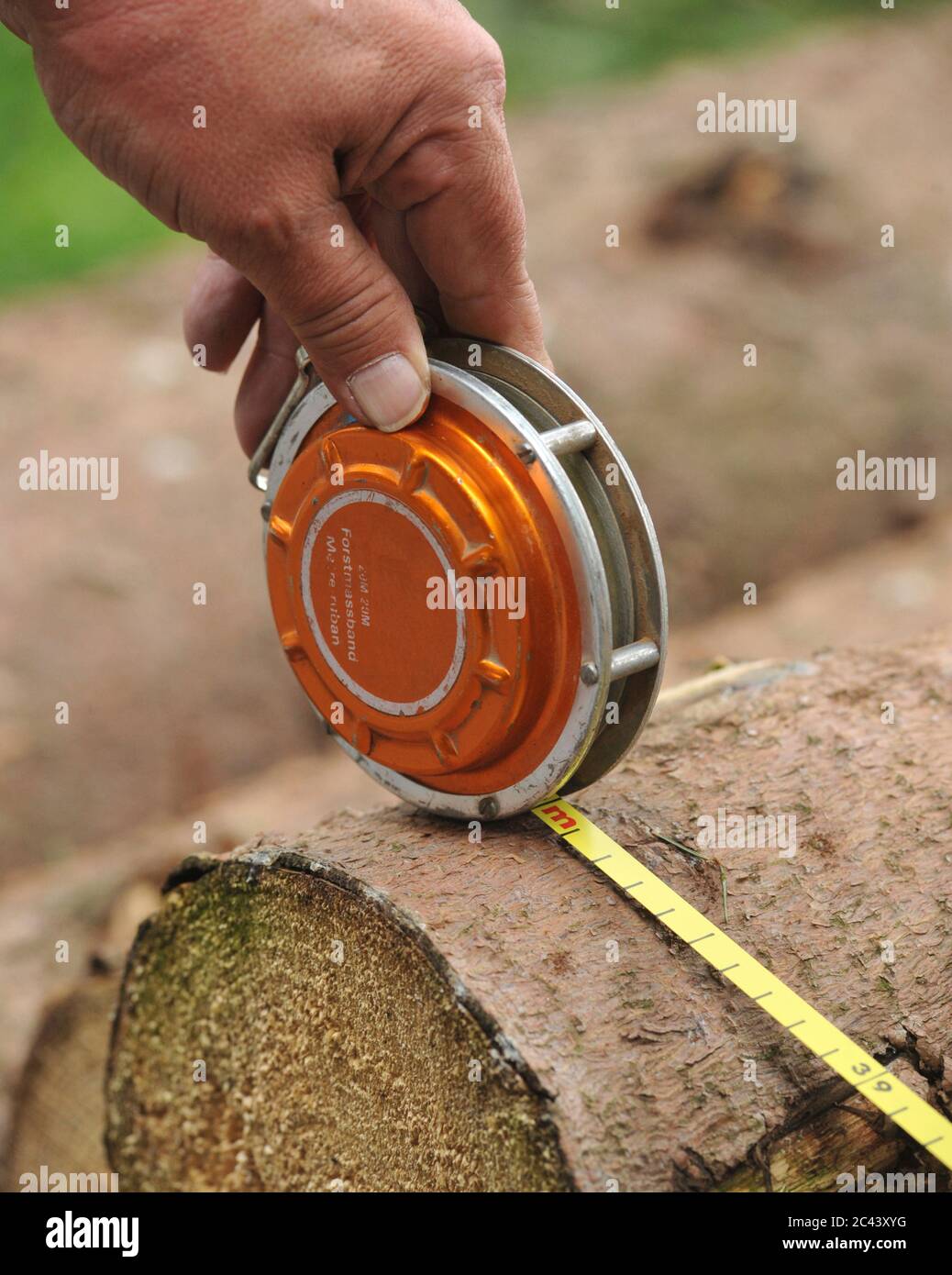Measuring Log Log is measured Stock Photo - Alamy