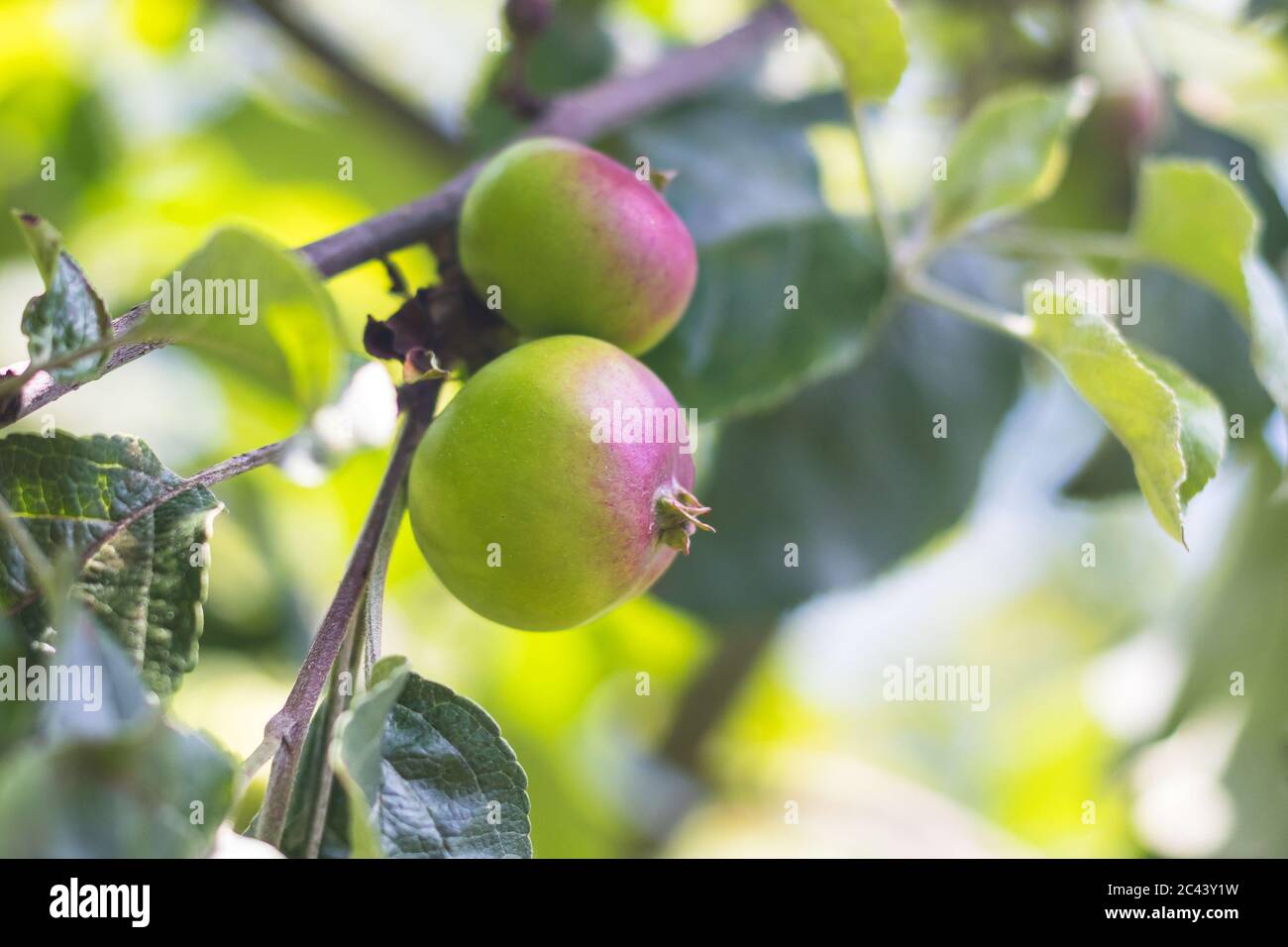 apples on a tree - close up view of a unripe apple on a branch with leaves Stock Photo