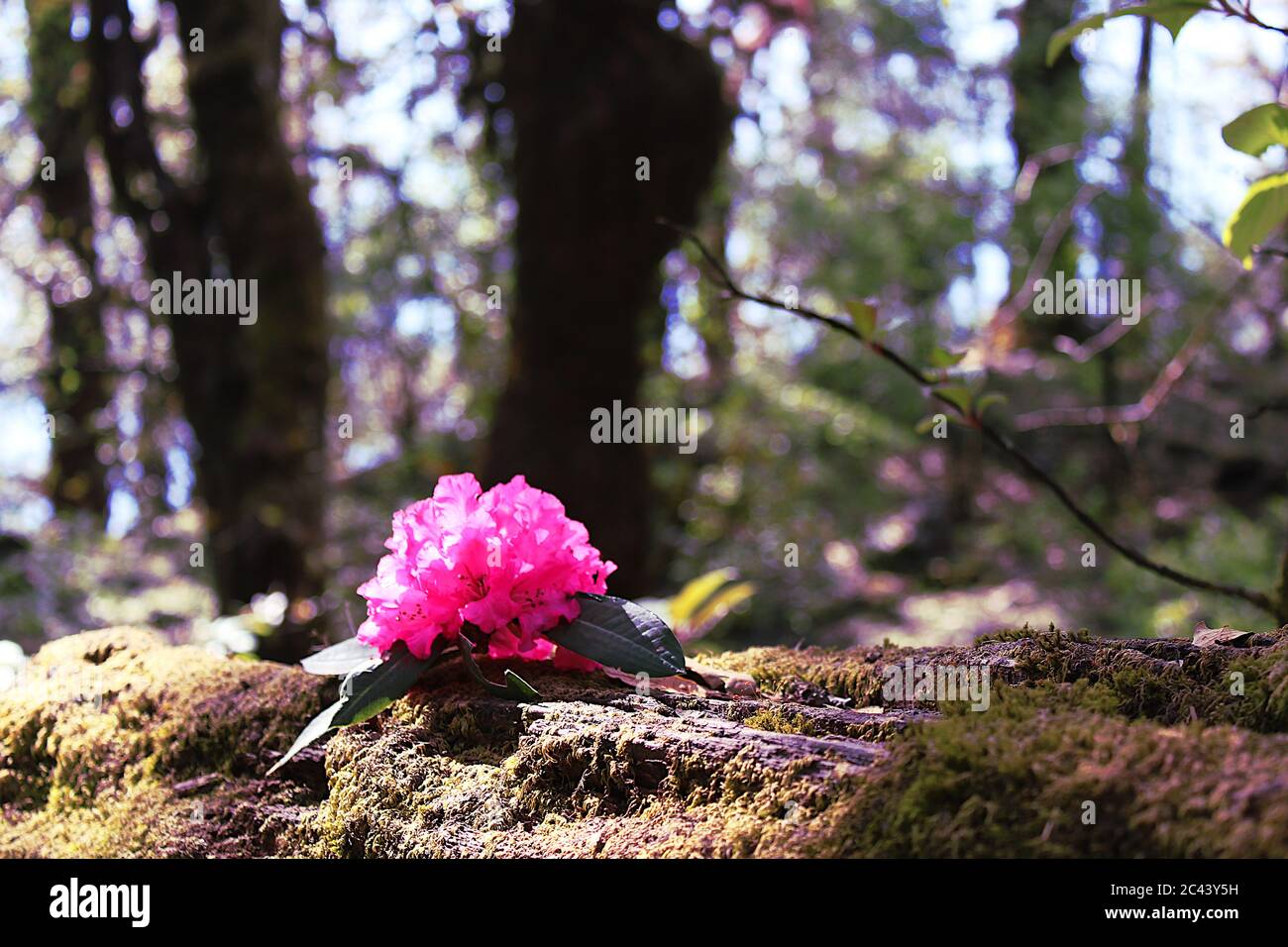 a close up view of burans flower( rhododendron arboreum) in woods. Stock Photo