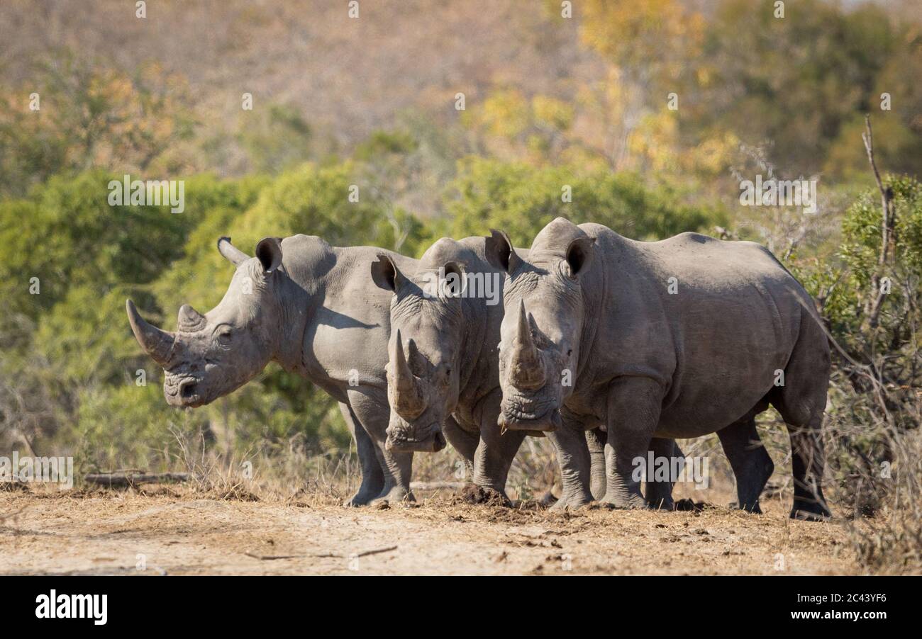 Three endangered white rhinos with big horns standing next to one another in the bush opening in afternoon sun in Kruger Park South Africa Stock Photo