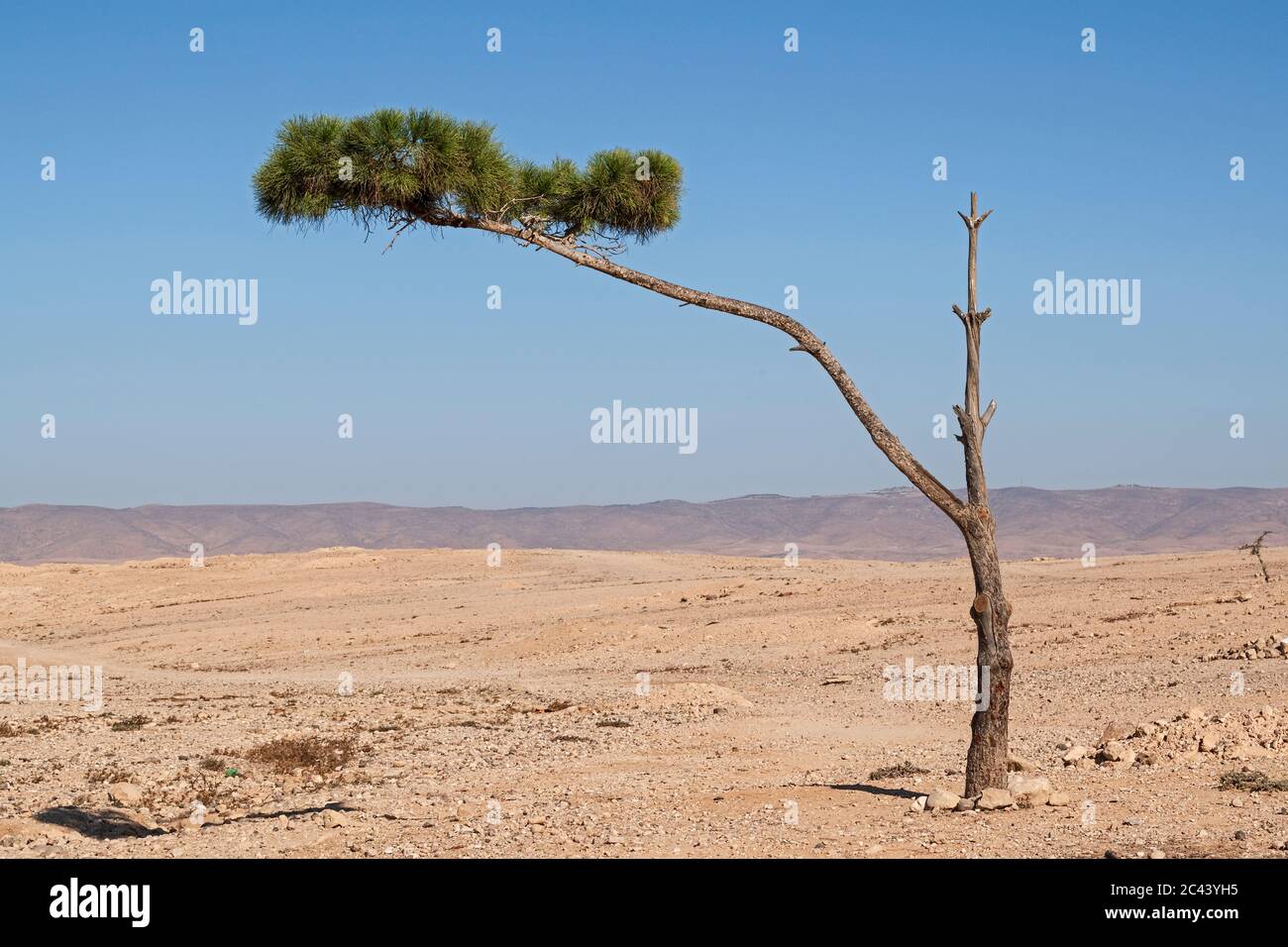 a small aleppo pine tree clings to life in an abandoned section of Arad in the negev desert in Israel with the Hevron Hills in the background Stock Photo