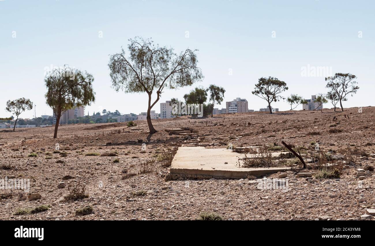 surviving trees and ruins of an early 20th century settlement in the negev desert in Israel with the modern city of Arad in the far background Stock Photo