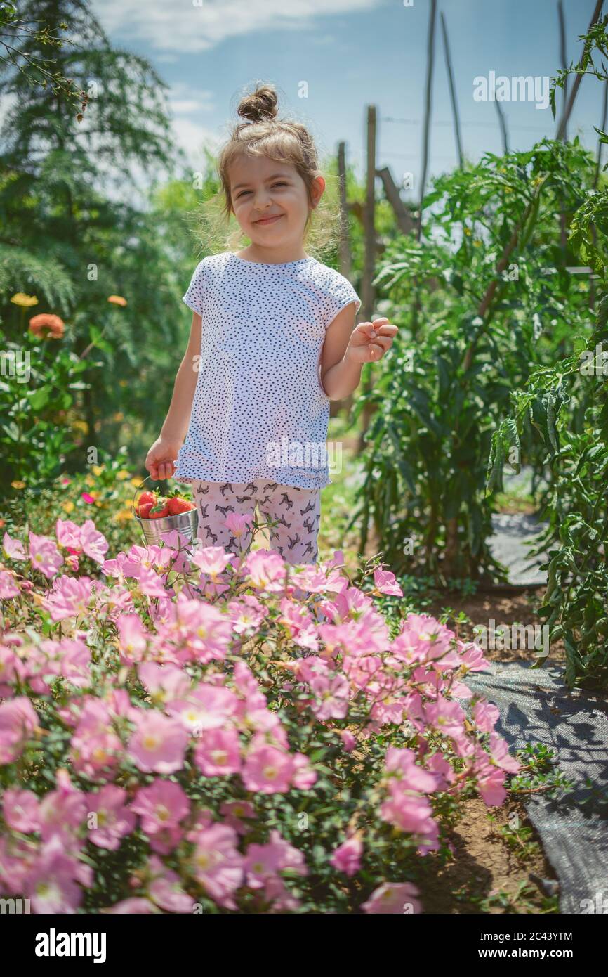 Little girl picking strawberries on a farm field. Kid enjoying organic ...
