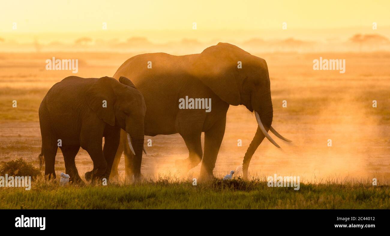 Two elephants mother and youngster walking together in Amboseli plains with egrets at their feet Kenya Stock Photo