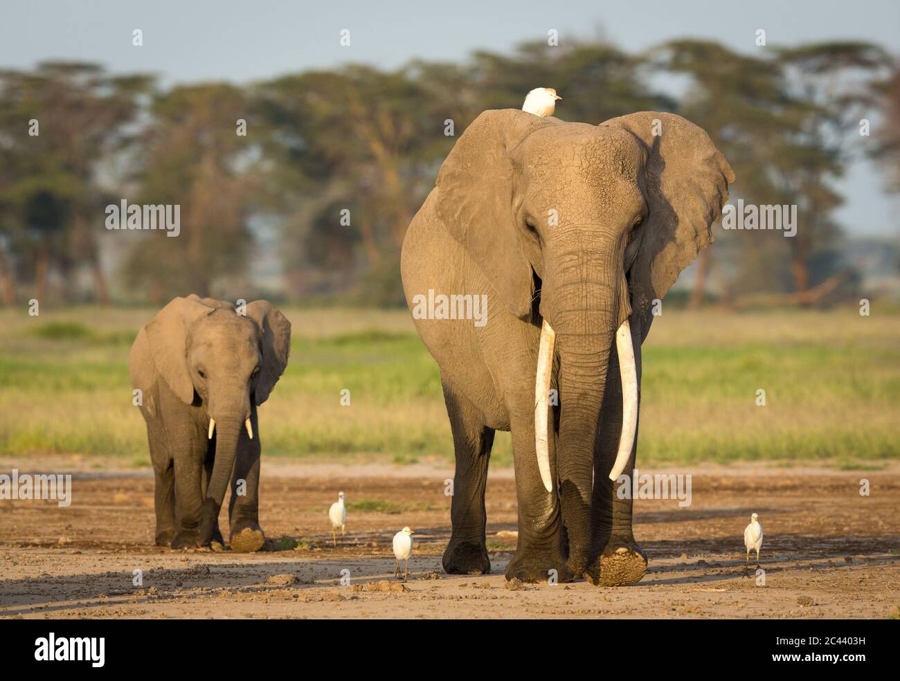 Adult female elephant with big tusks and an egret on her head being followed by a baby elephant in Amboseli National Park Kenya Stock Photo