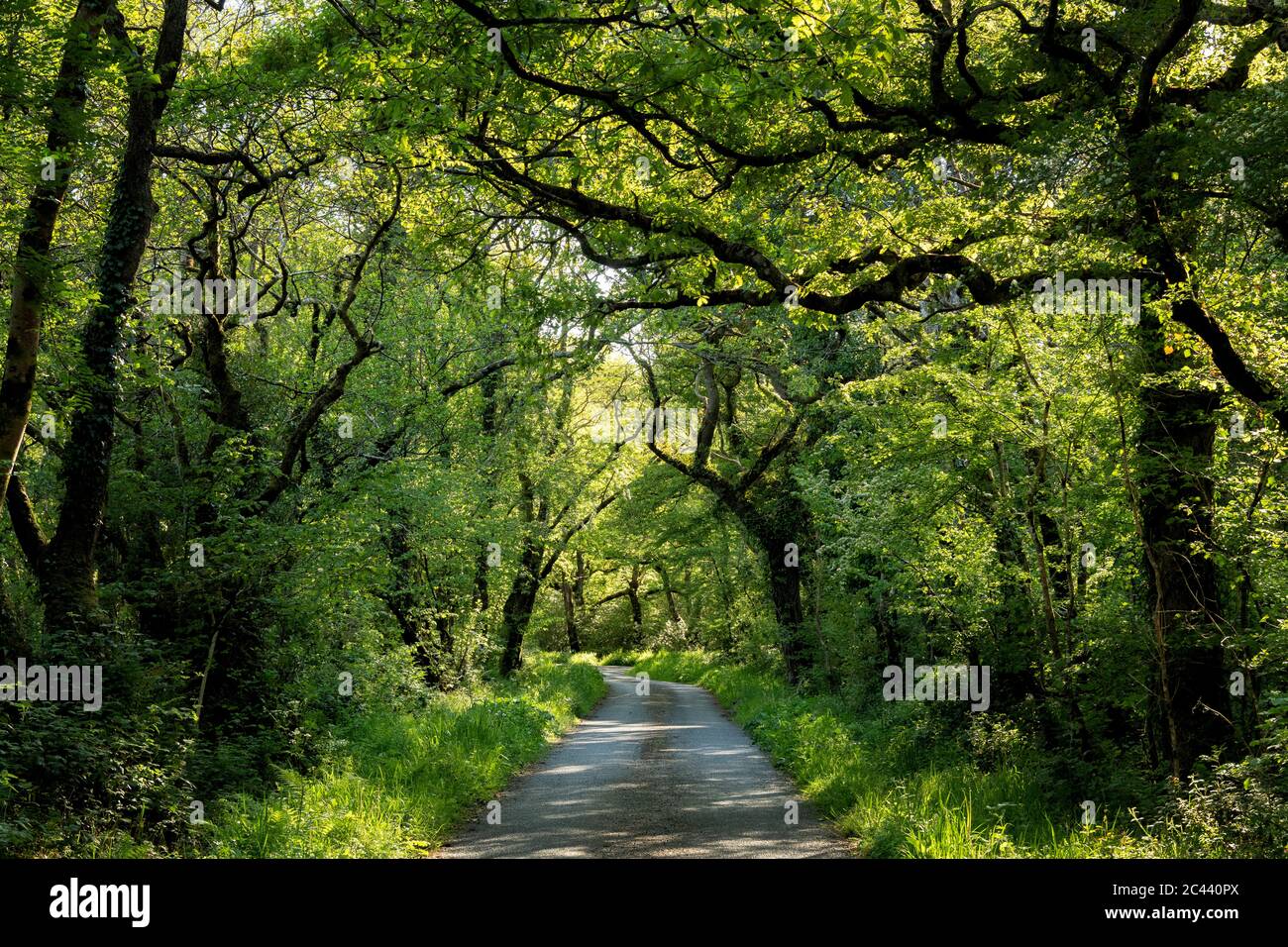 Lush footpath hi-res stock photography and images - Alamy