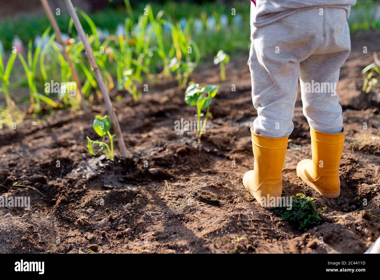 Low section of preschool girl wearing yellow rubber boots standing on dirt at orchard Stock Photo