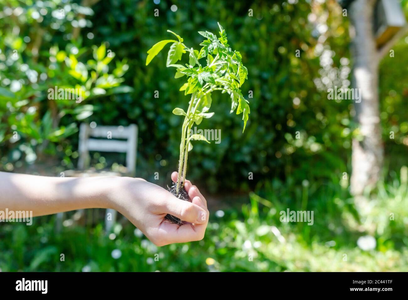 Girl's hand holding tomato plant Stock Photo - Alamy