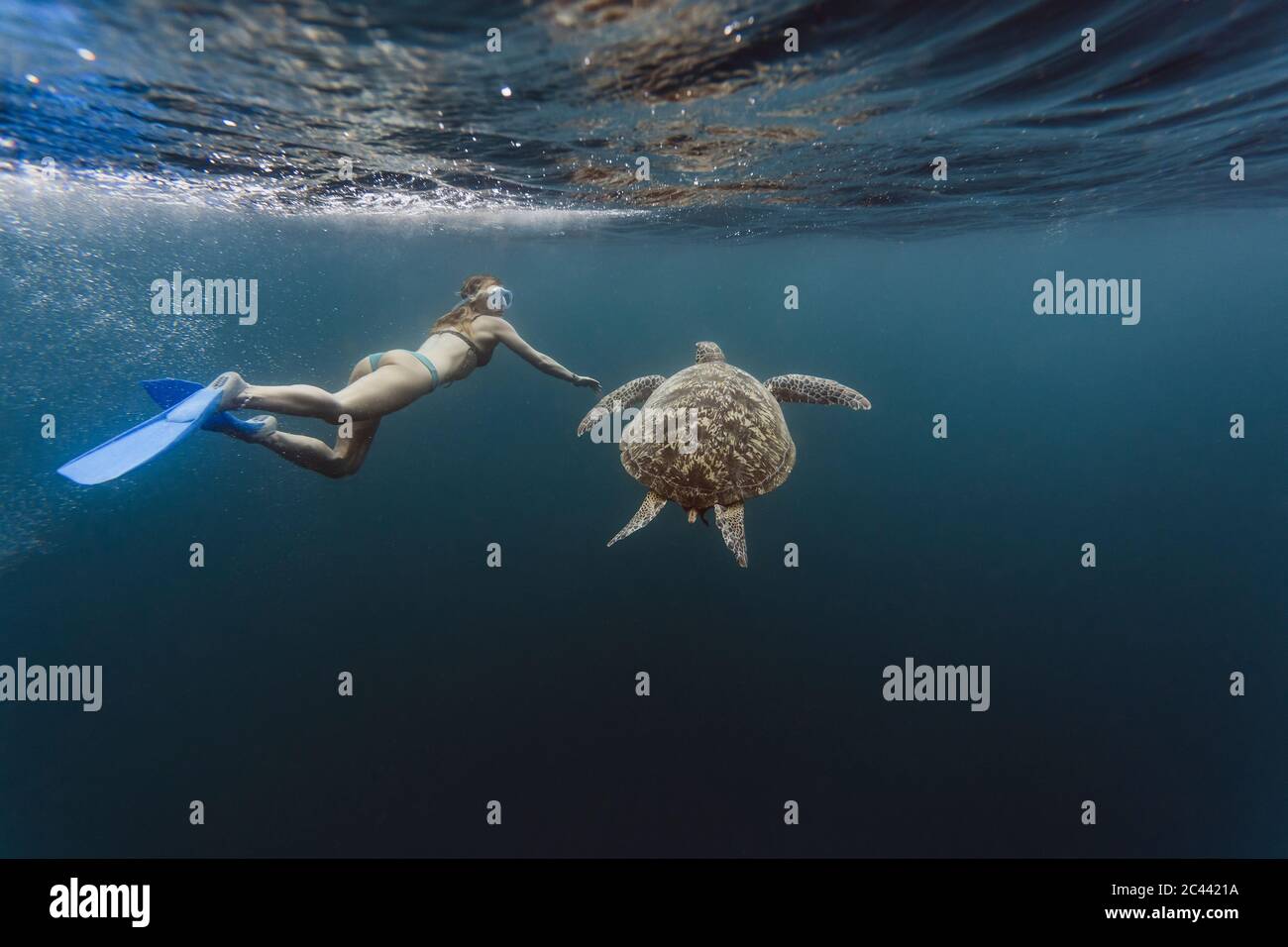 Underwater view female diver swimming alongside lone turtle hires