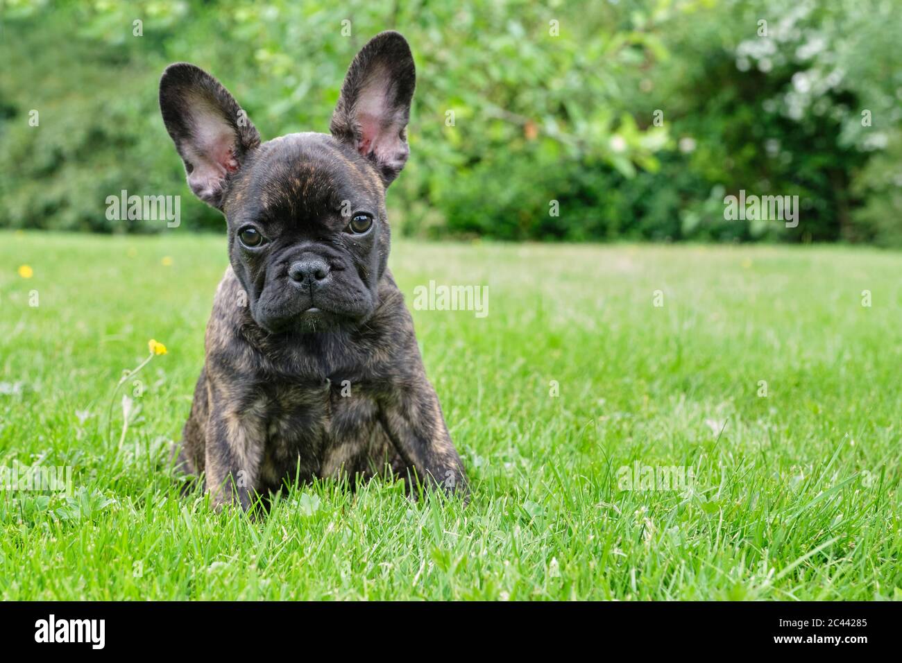 Französische Bulldogge Welpen in Belgien, image size:1300x956