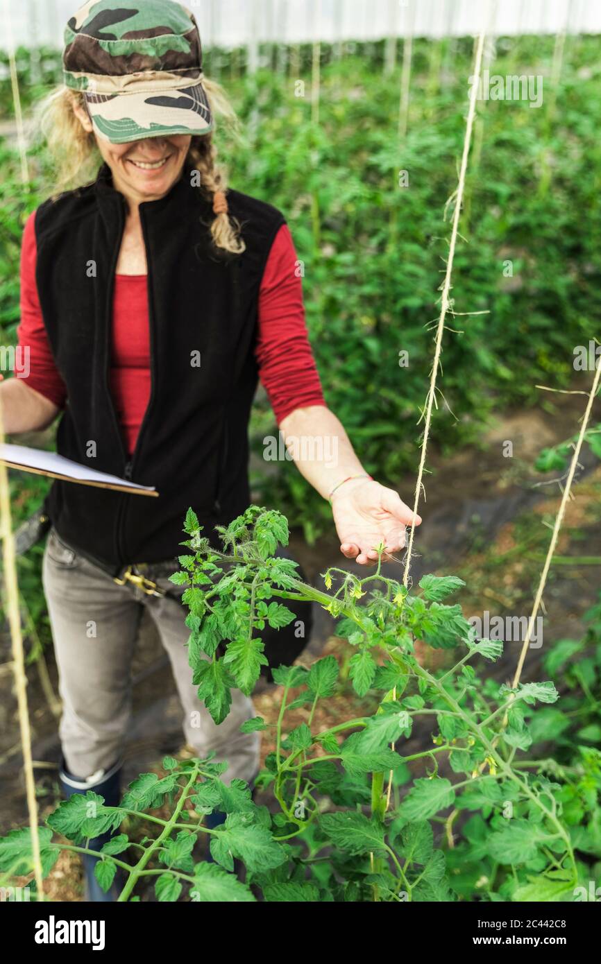 Female farm worker woman checking the growth of organic tomatoes in a ...