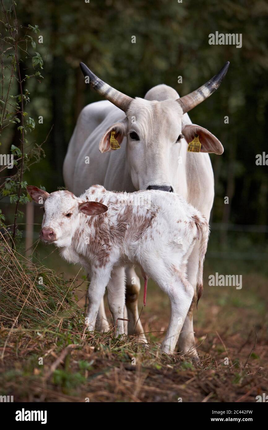 Miniature zebu hires stock photography and images Alamy