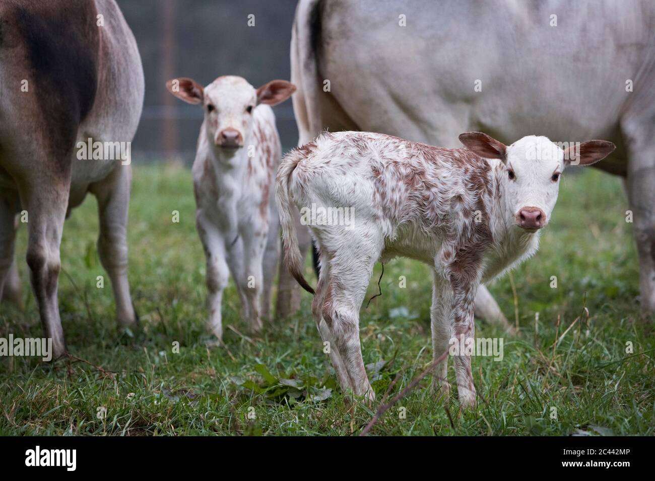 Miniature zebra with calves in the pasture Stock Photo Alamy