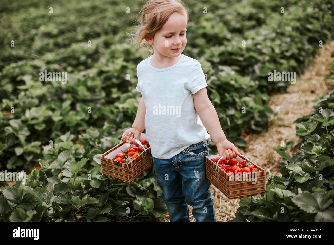 Girl picking ripe strawberries on field Stock Photo - Alamy