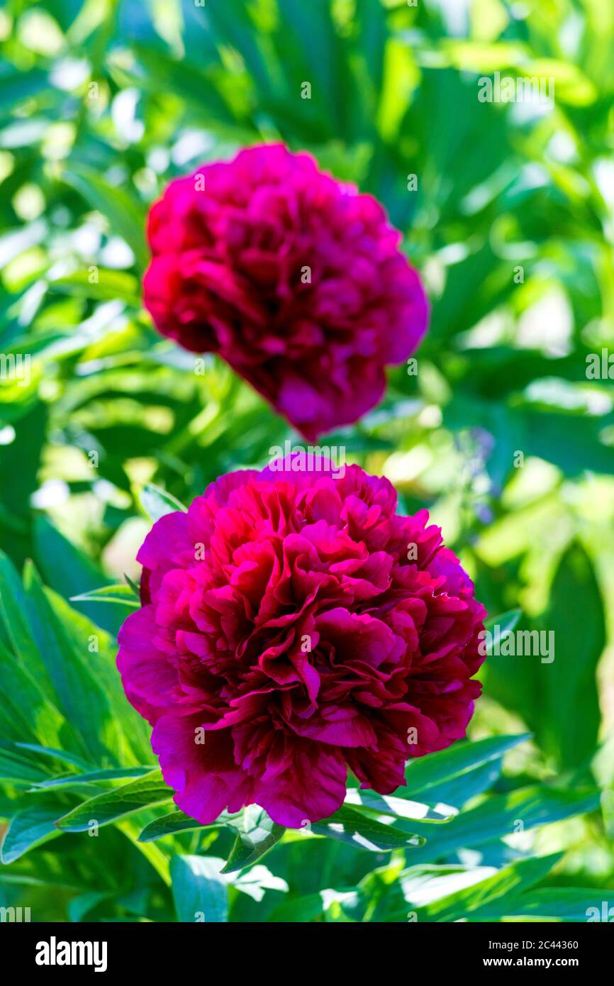 Vibrant red peony in bloom Stock Photo