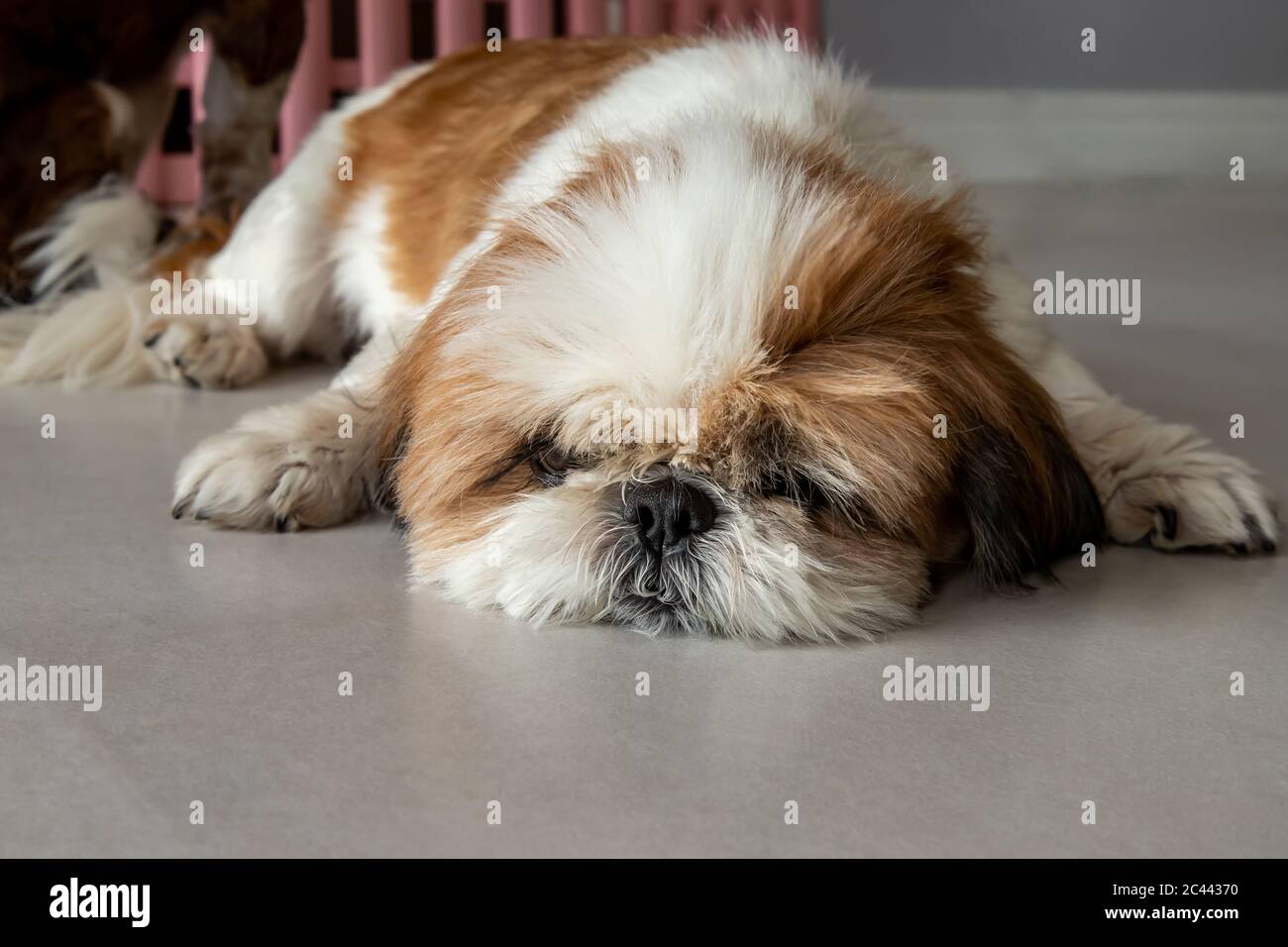 Shih tzu store lazy