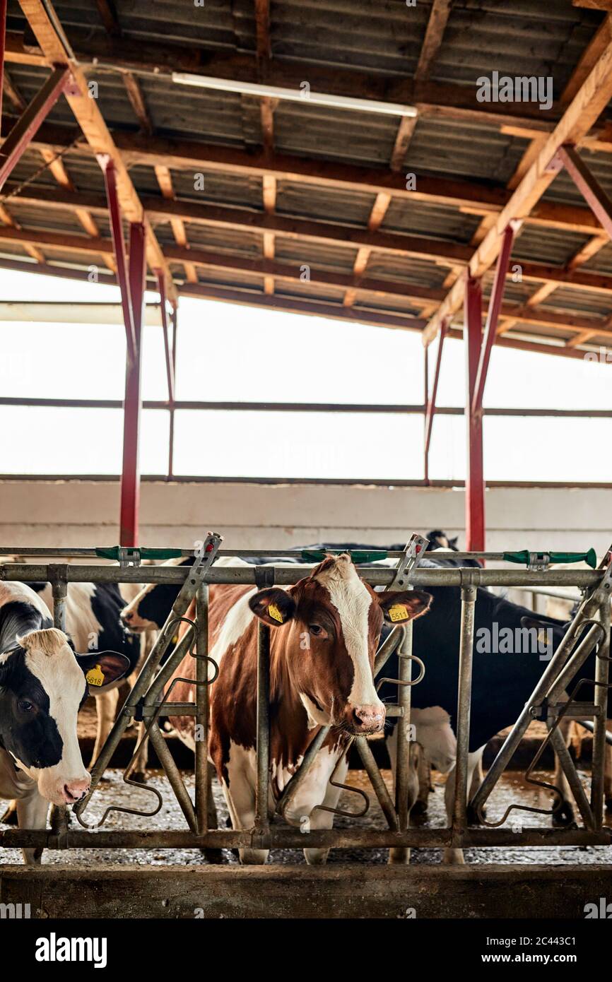 Cattle pen hires stock photography and images Alamy