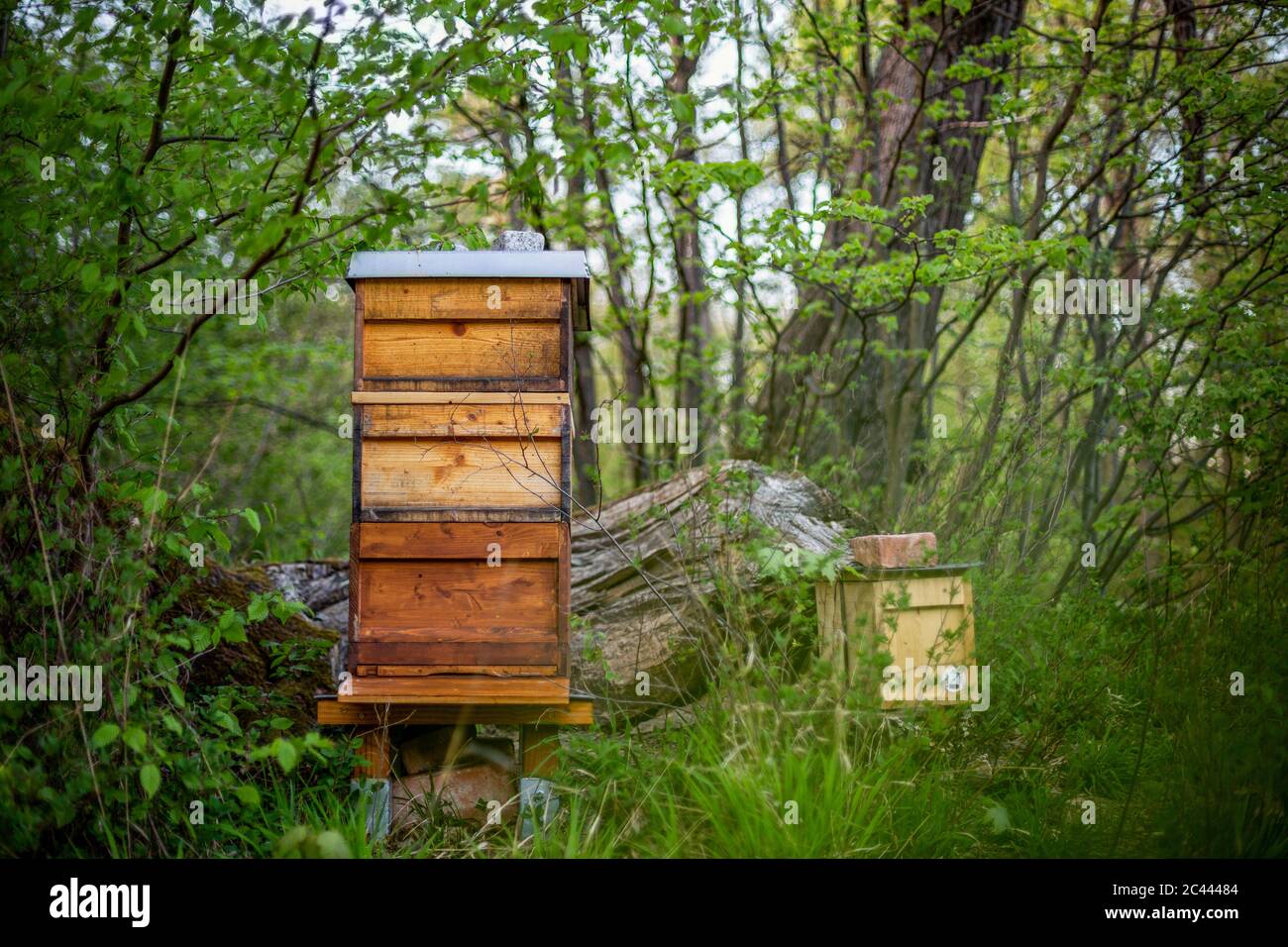 Apiary beehives in forest hi-res stock photography and images - Alamy