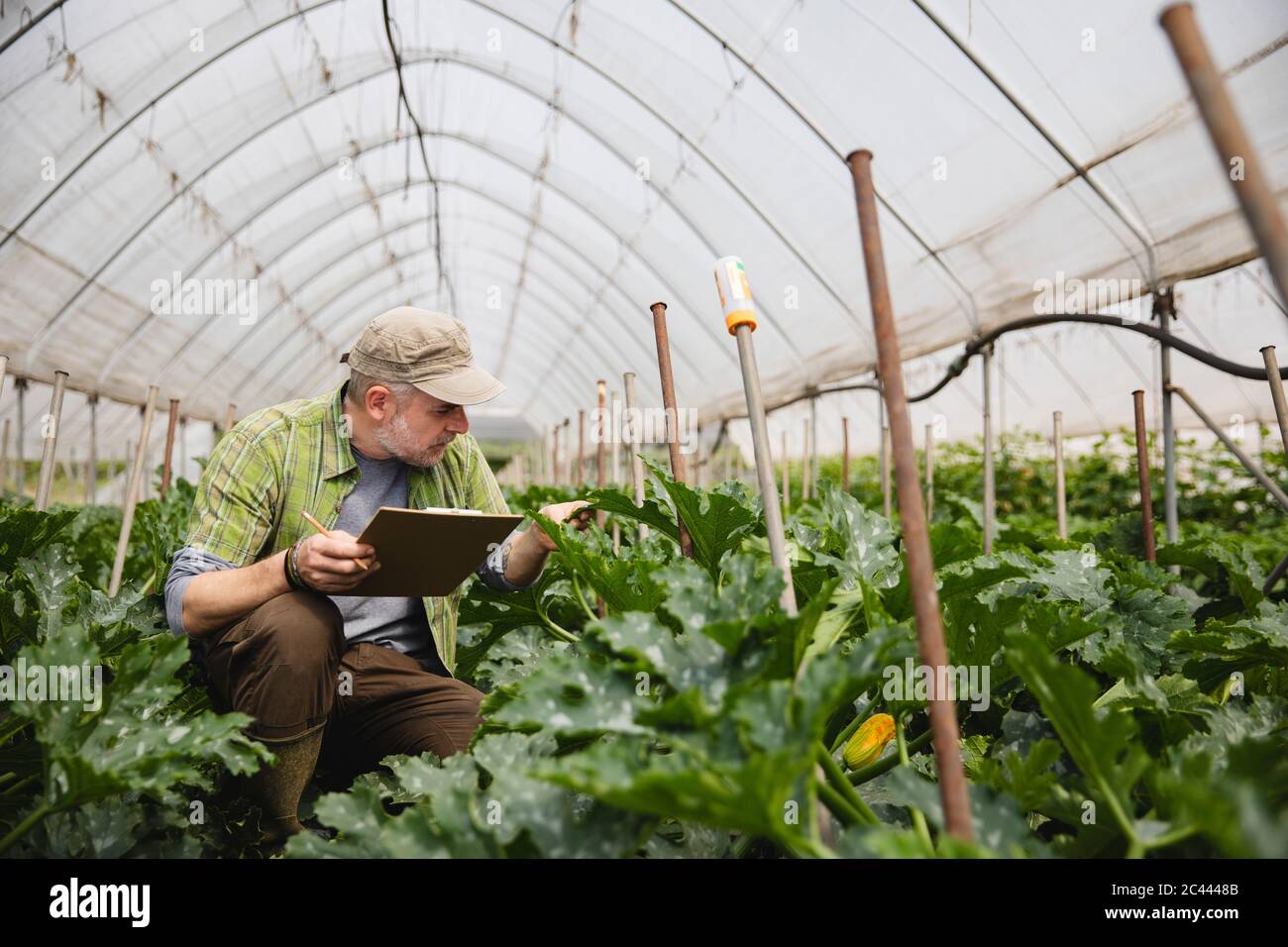 Farmer checking courgette plants, organic farming Stock Photo