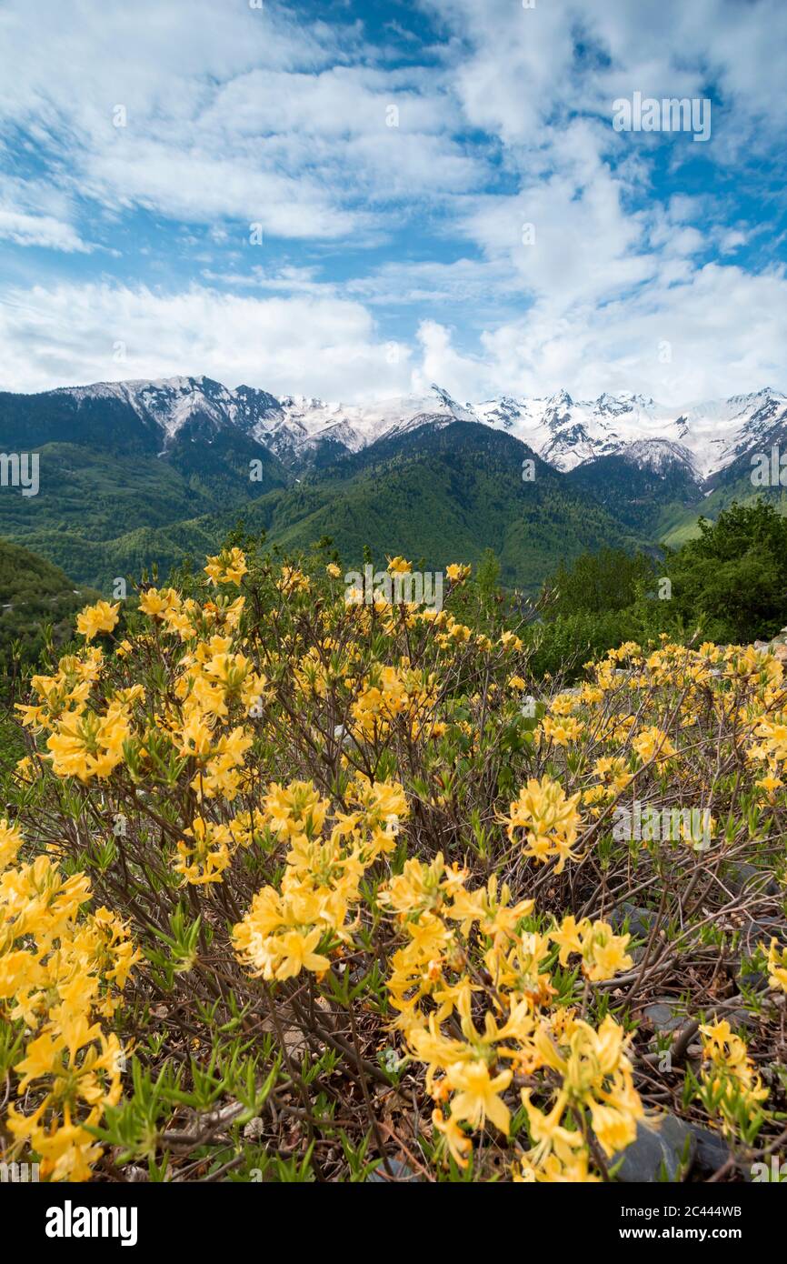 Georgia, Yellow wildflowers blooming in Greater Caucasus range Stock Photo