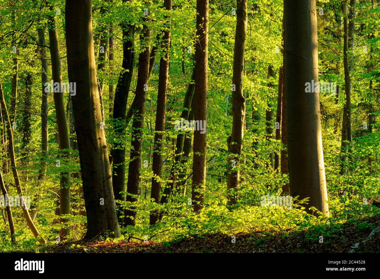 Germany, Bavaria, Vibrant green beech forest in spring Stock Photo