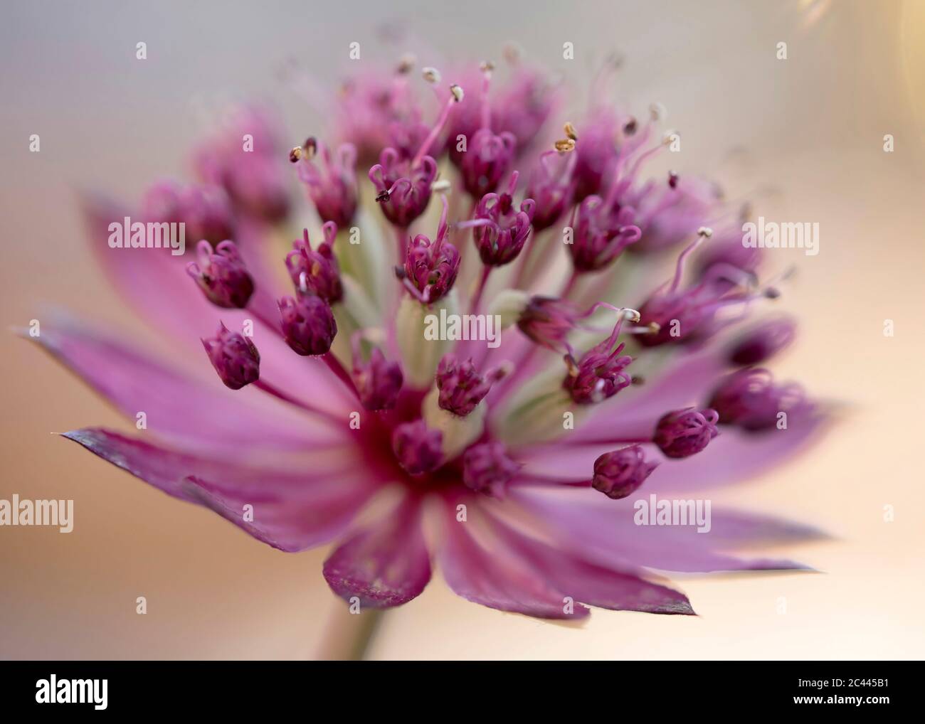 Close-up of blooming great masterwort (Astrantia major) Stock Photo
