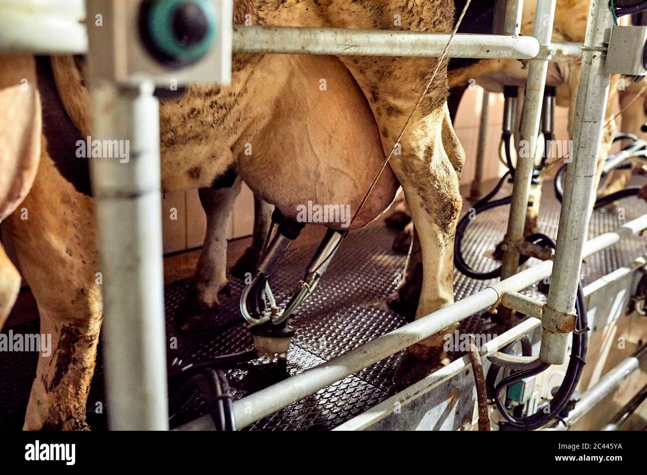Close-up of cow with milking machine in dairy farm Stock Photo