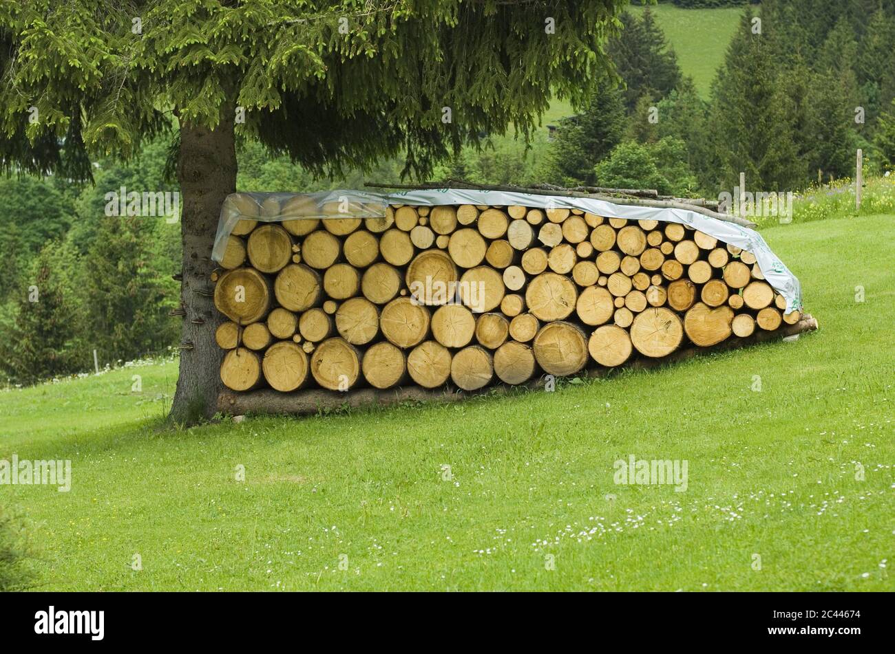 Firewood in a meadow Stock Photo