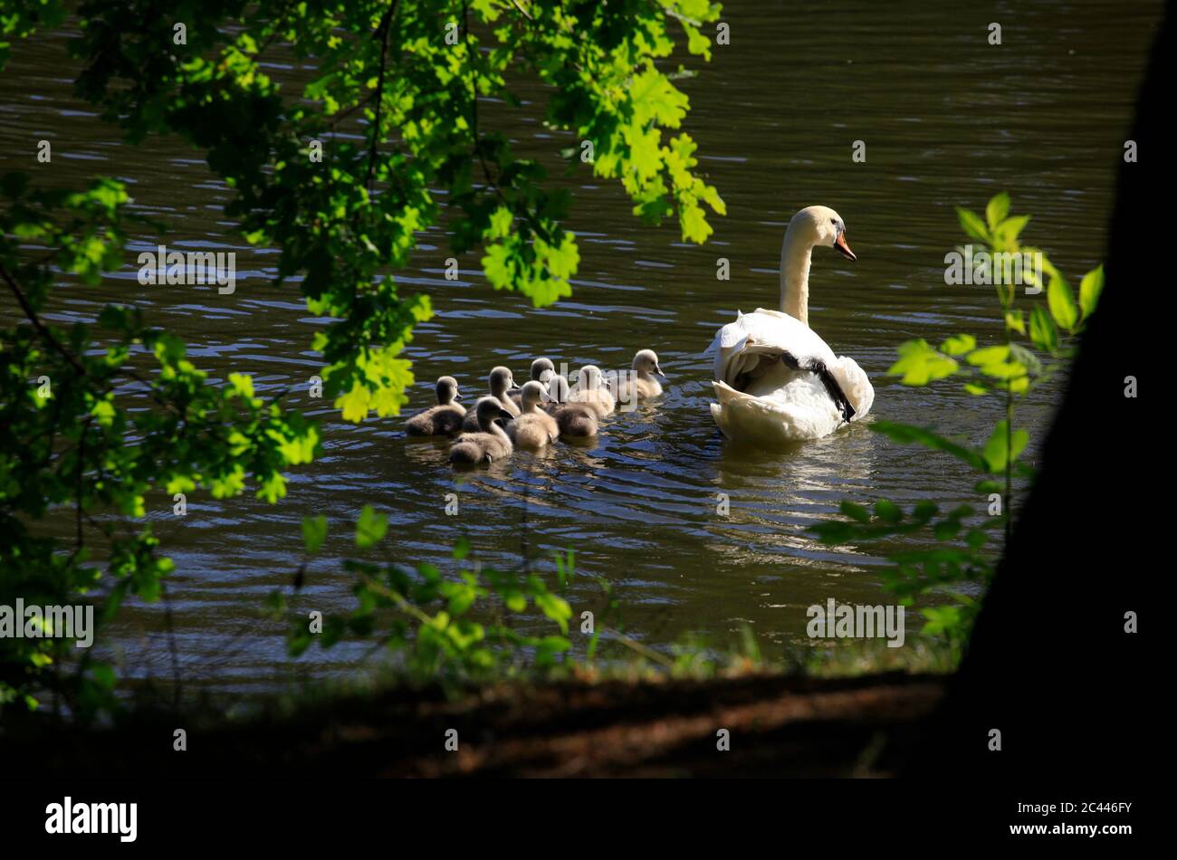 Germany, Saxony, Adult swan swimming in lake with cygnets Stock Photo
